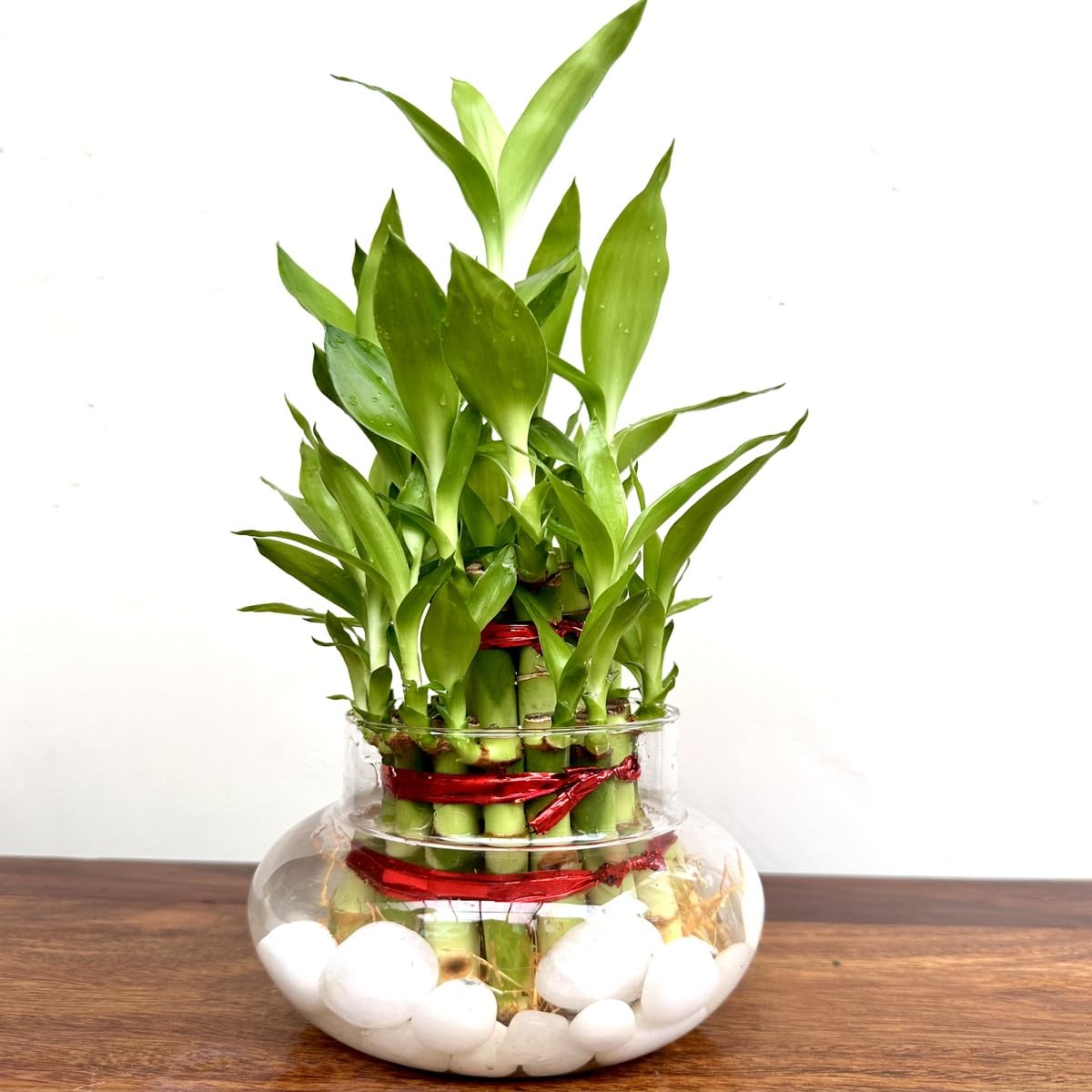 Lucky Bamboo 2 Layer Indoor Plant with Decorative Stones | Feng Shui Table Top Plant
