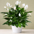 White Peace Lily (Spathiphyllum) Live Plant