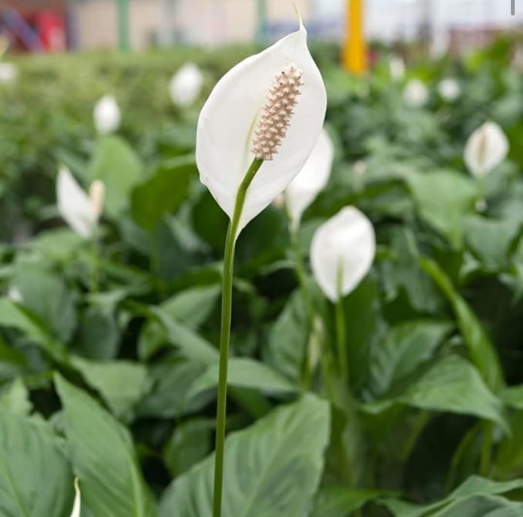 White Peace Lily (Spathiphyllum) Live Plant