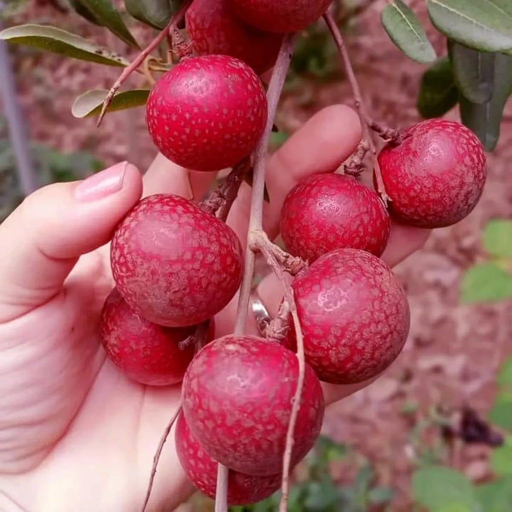PlantExotic Sweet & Rare Thai Red Ruby Longan Grafted Live Plant