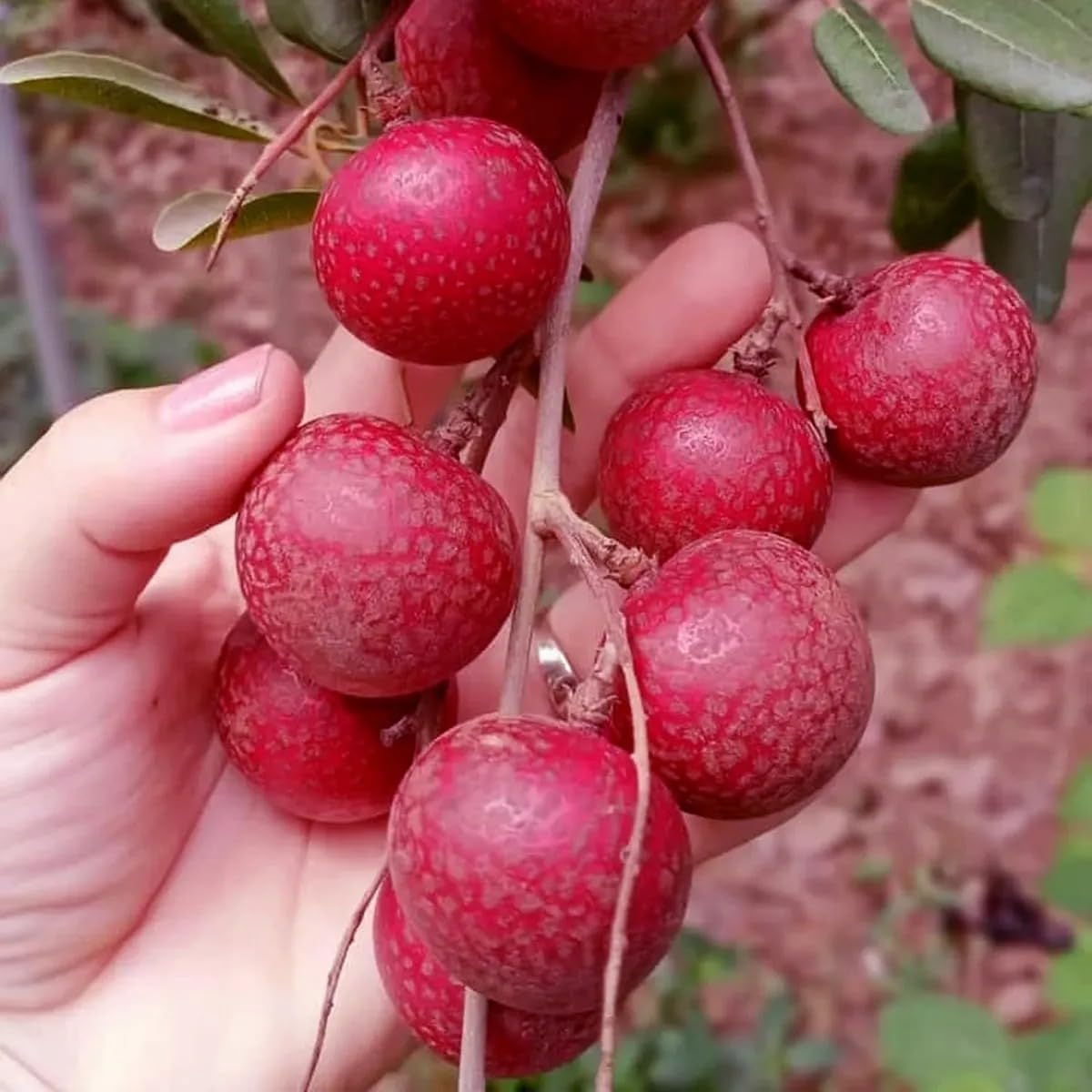 PlantExotic Sweet & Rare Thai Red Ruby Longan Grafted Live Plant
