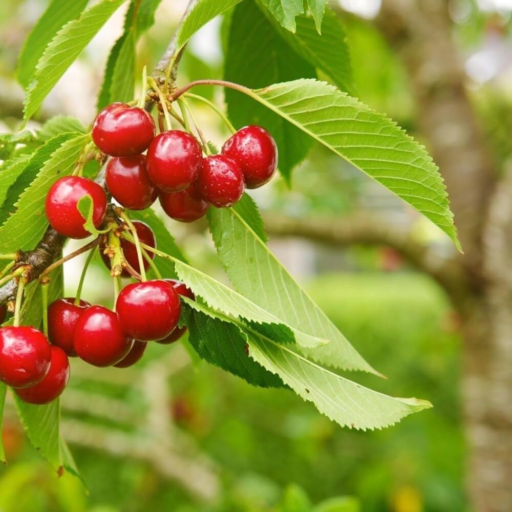 Sweet Cherry (Sylvia) Grafted Fruit Plant