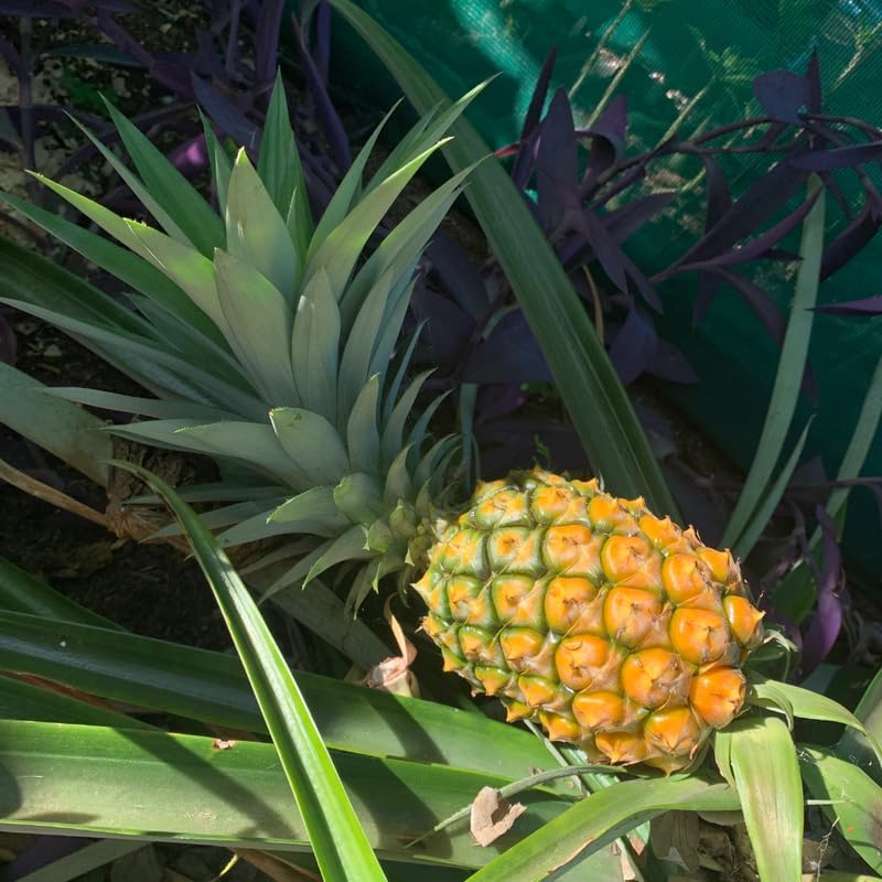 Yellow Pineapple  Live Plant