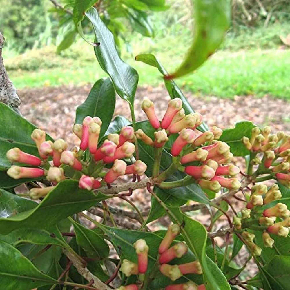 Clove (Laung) Plant
