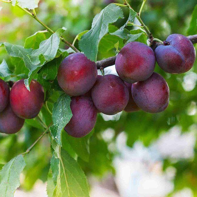 Plum (Aloo Bukhara) Live Plant