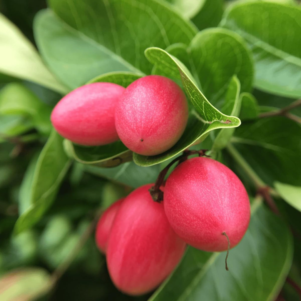 Thai Sweet Karonda Seedless Live Plant | Early Fruiting Carissa Carandas | Rare Exotic Fruit Plant for Home Garden
