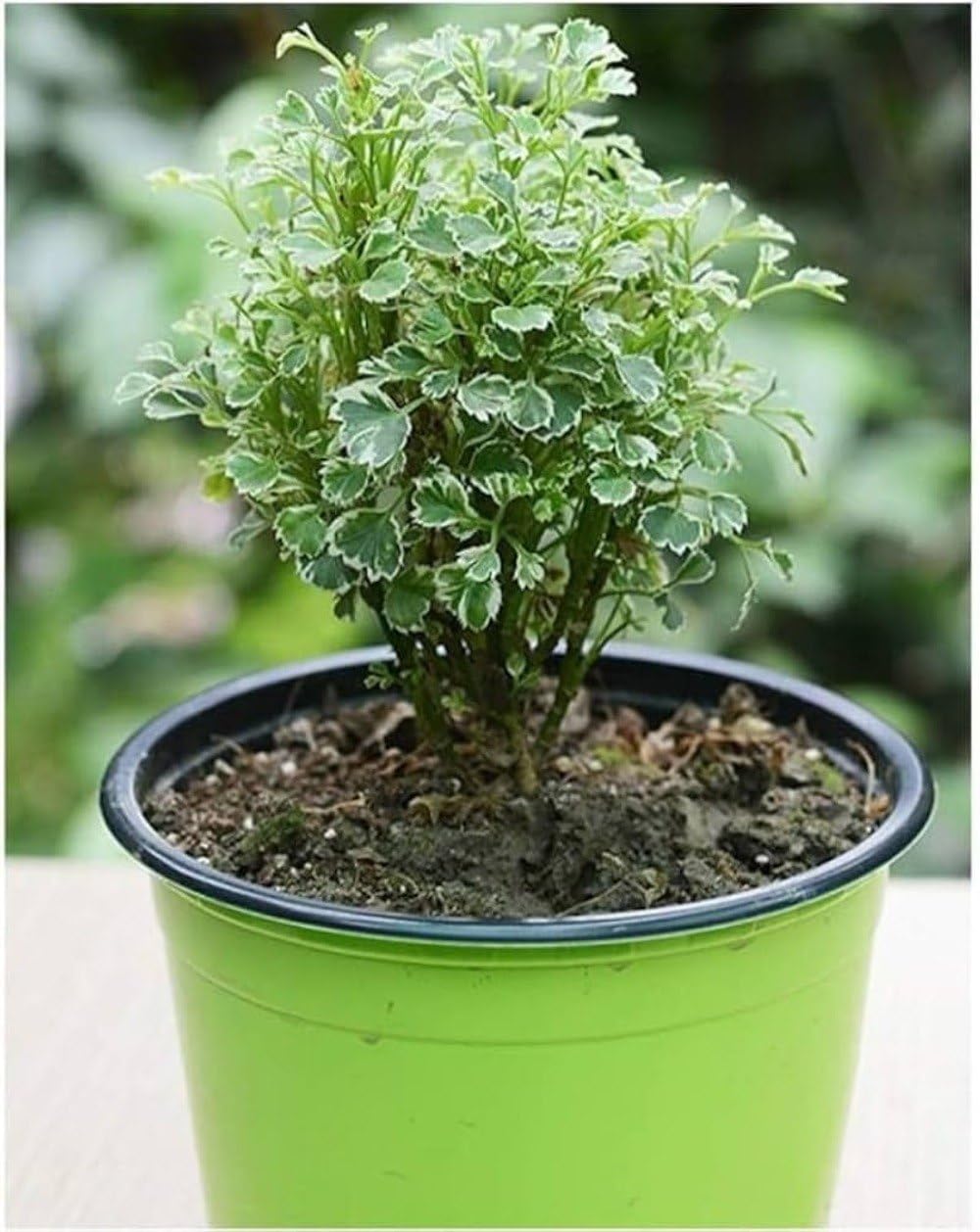 Aralia Indoor Decorative Plant