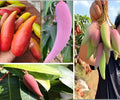 Chili Mango (Lajiao Red) Grafted Plant