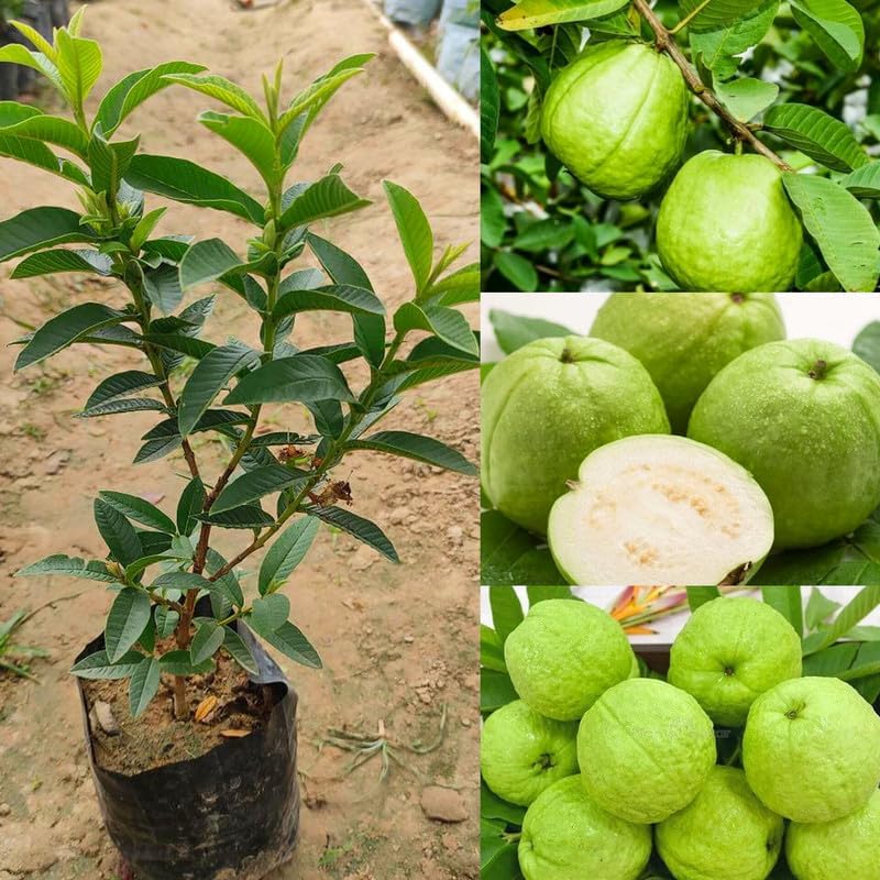 Banarasi Guava Grafted Plant | Premium Live Amrud Fruit Plant for Home Garden & Terrace Gardening | Fast Growing High Yield Guava Plant