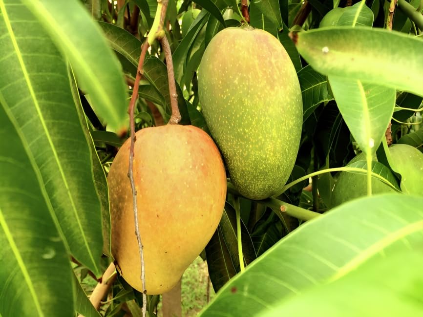 East Indian Mango Grafted Plant