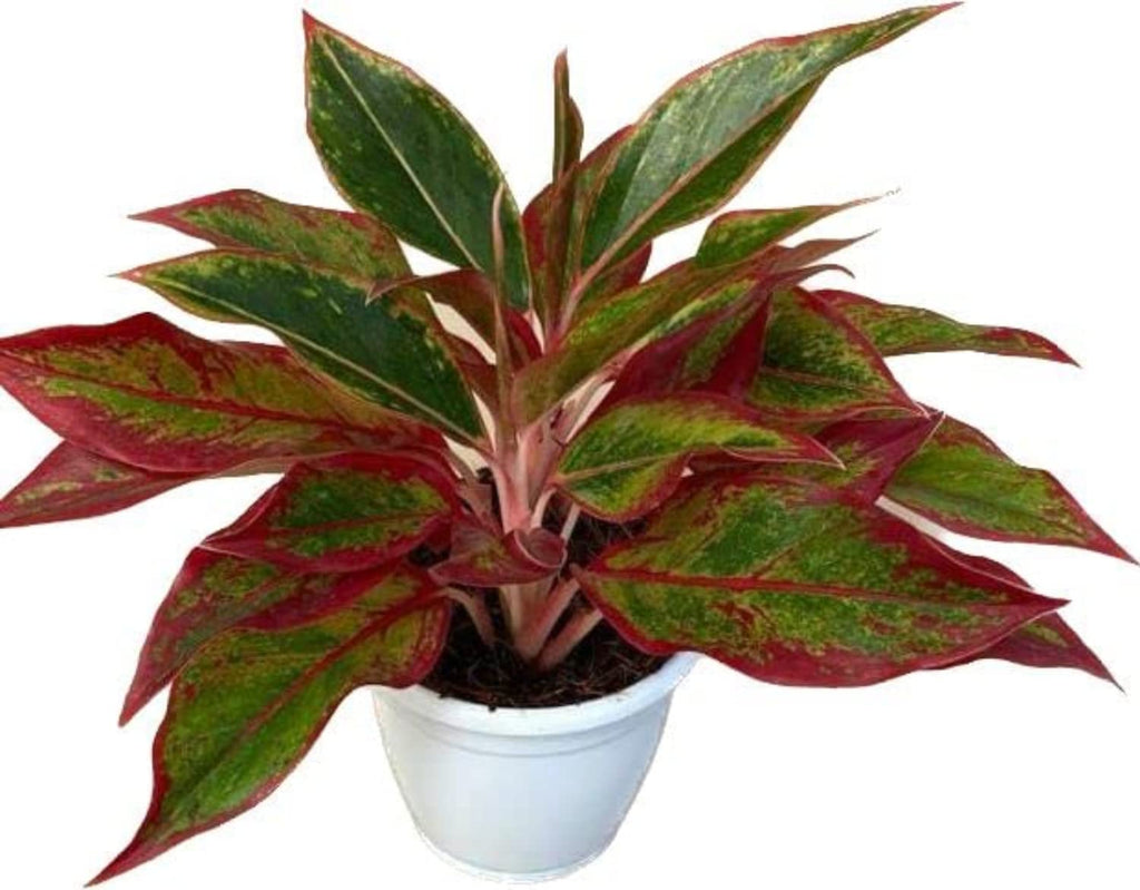 Aglaonema Auspicious Red Live Indoor Plant | Decorative Air Purifying Foliage
