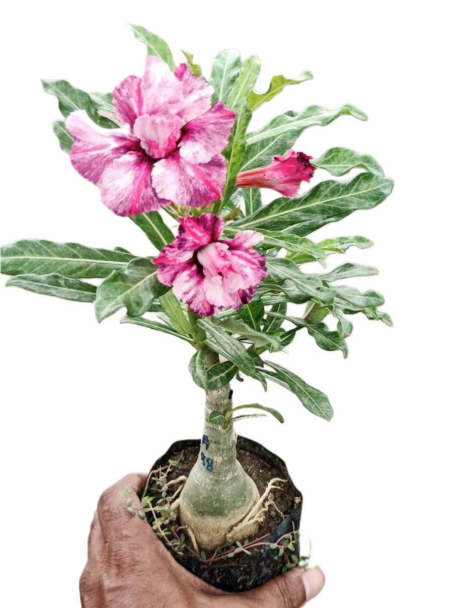 Desert Adenium Pink Bonsai Plant