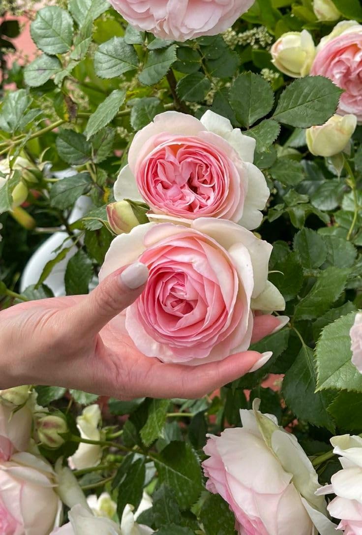 Climbing Rose Pinkish White