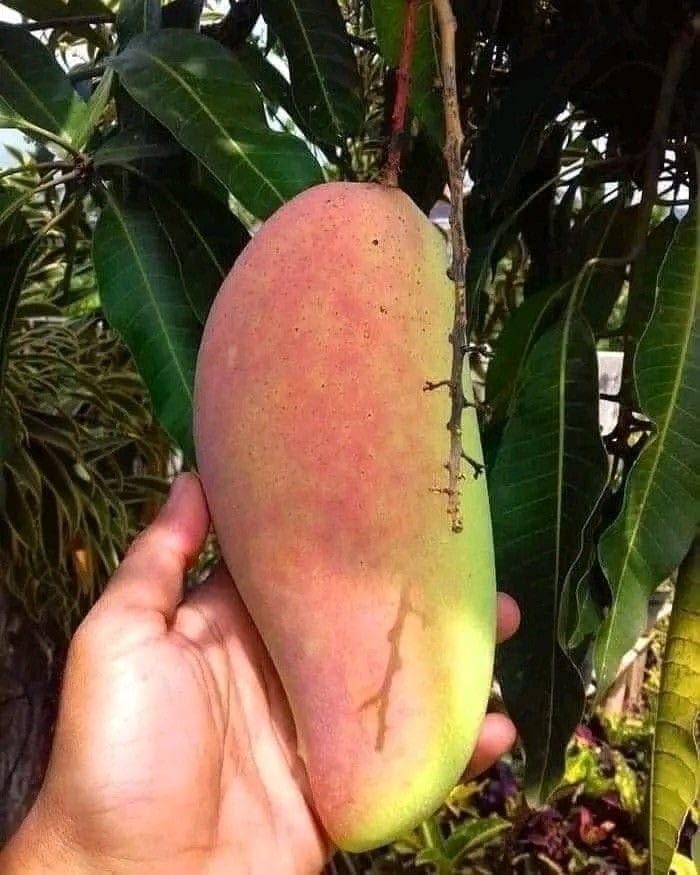 Thai Red Banana Mango Grafted Live Plant