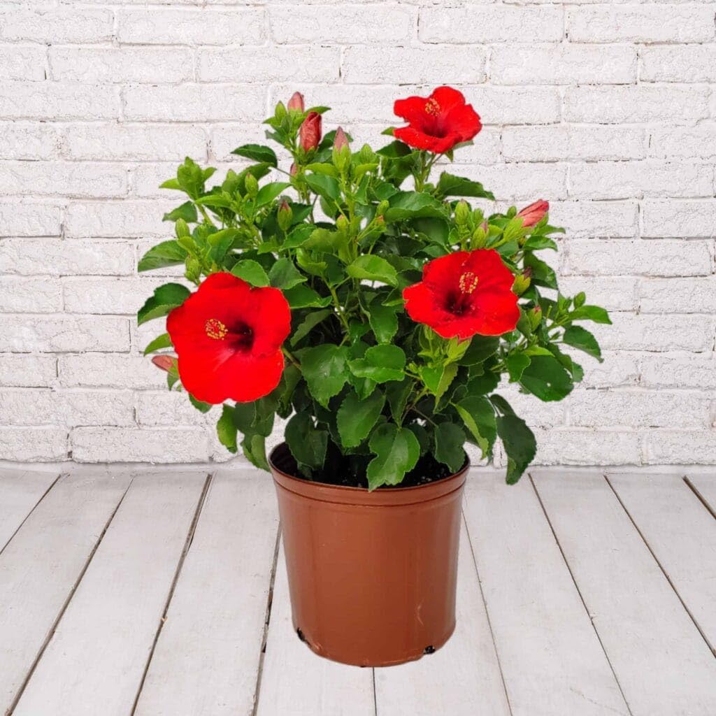 Hibiscus Red Single Petal