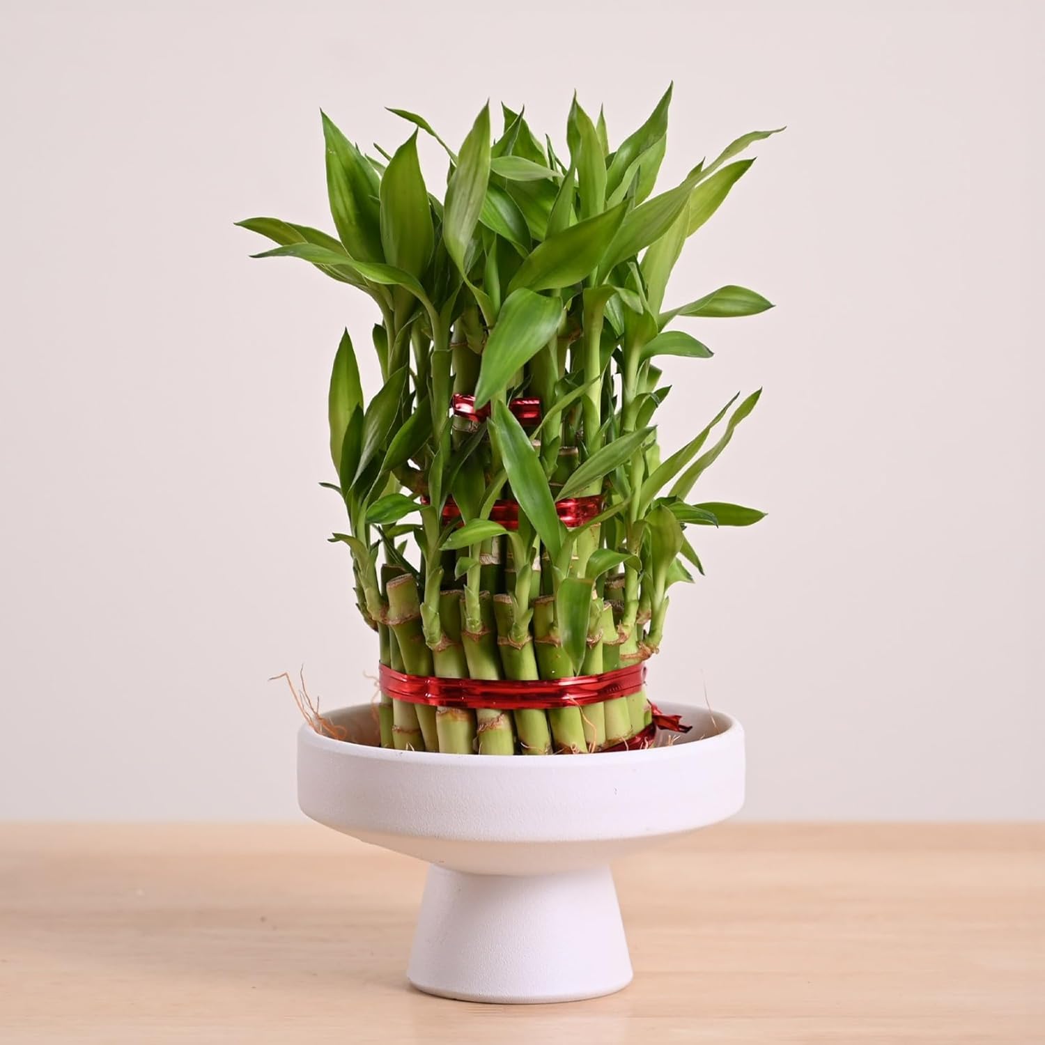 Lucky Bamboo 3 Layer Indoor Plant with Decorative Stones | Feng Shui Table Top Décor (20–25 cm)