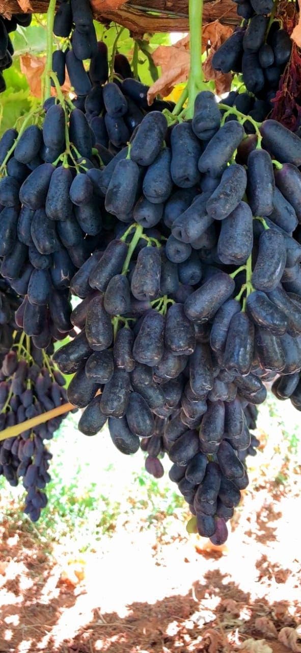 Black Grape (Beauty Seedless) Grafted Plant
