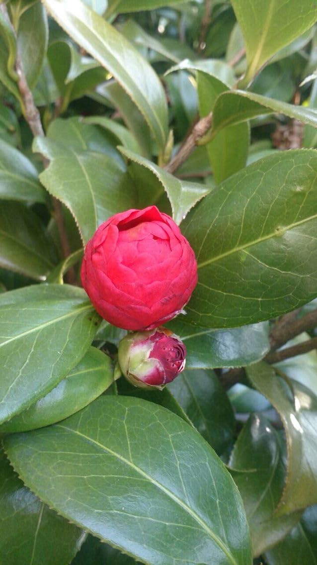 Red Camellia Japonica Live Plant