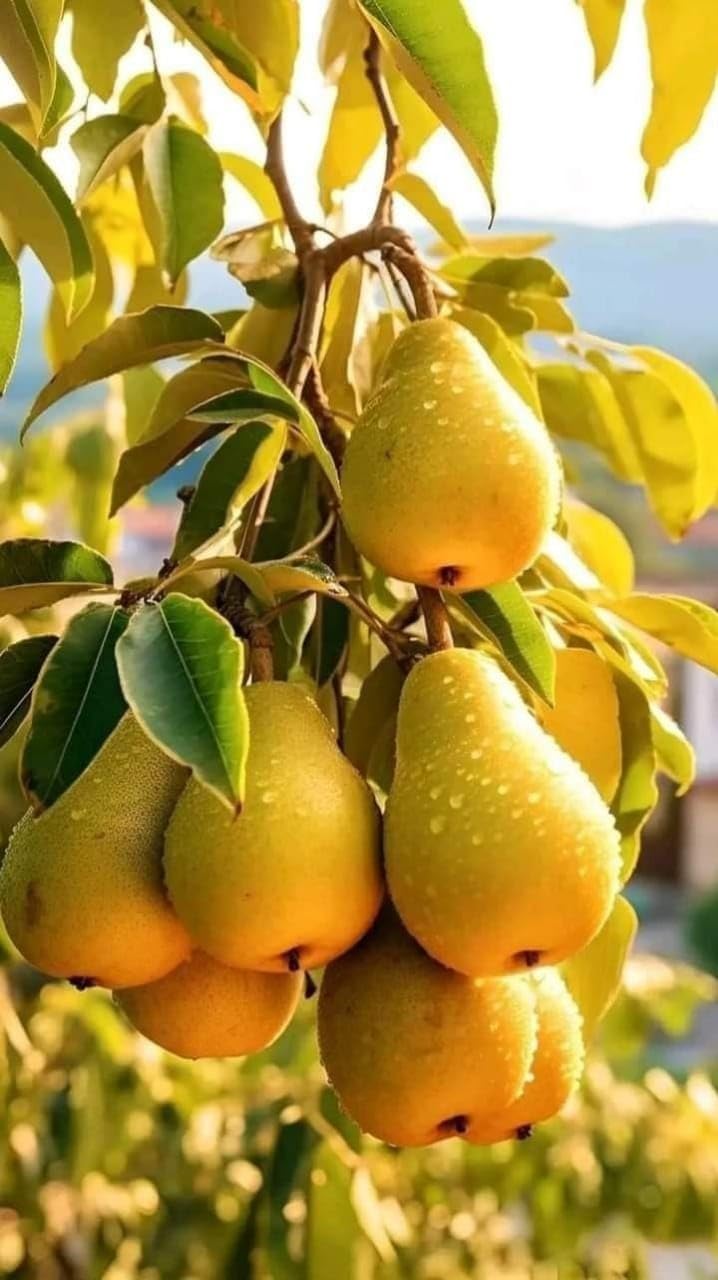 Long Nashpati (Pear) Grafted