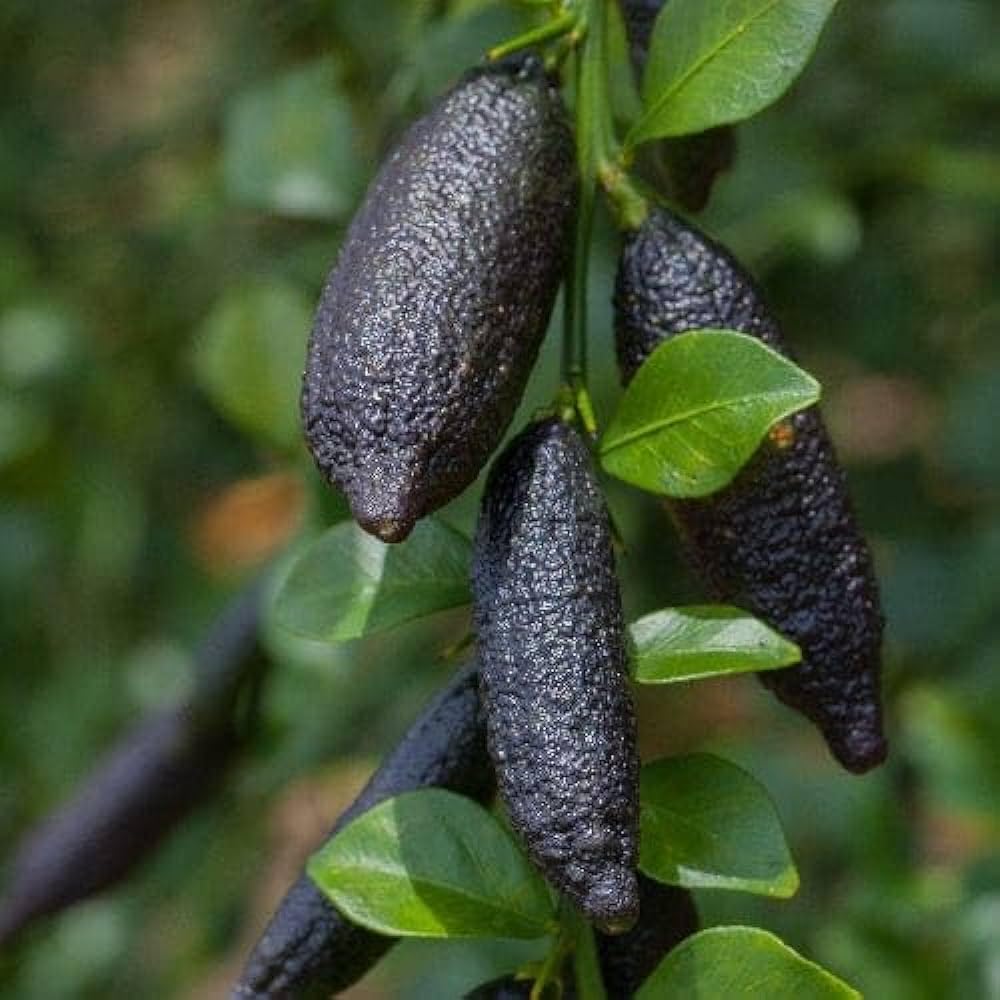 PLANT EXOTIC Black Finger Lemon|Lime,Kala Nimboo, Long Finger Citrus Australasica Lemon Grafted Original Variety Healthy and Hybrid Plant Fruit After 1 Year