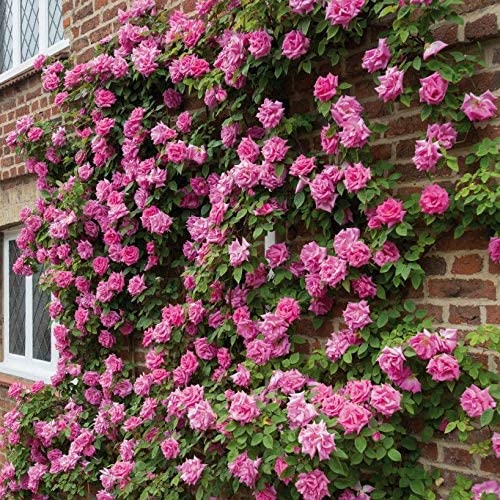 Climbing Rose Pink Live Plant