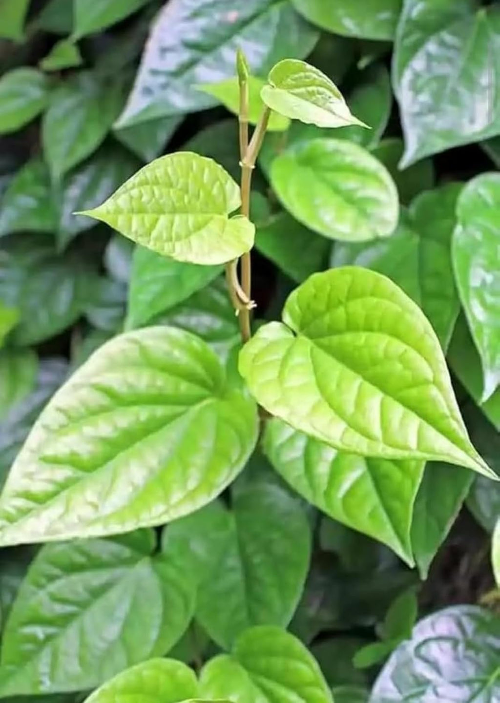 Pan Betel Leaf (Meetha Paan) Plant