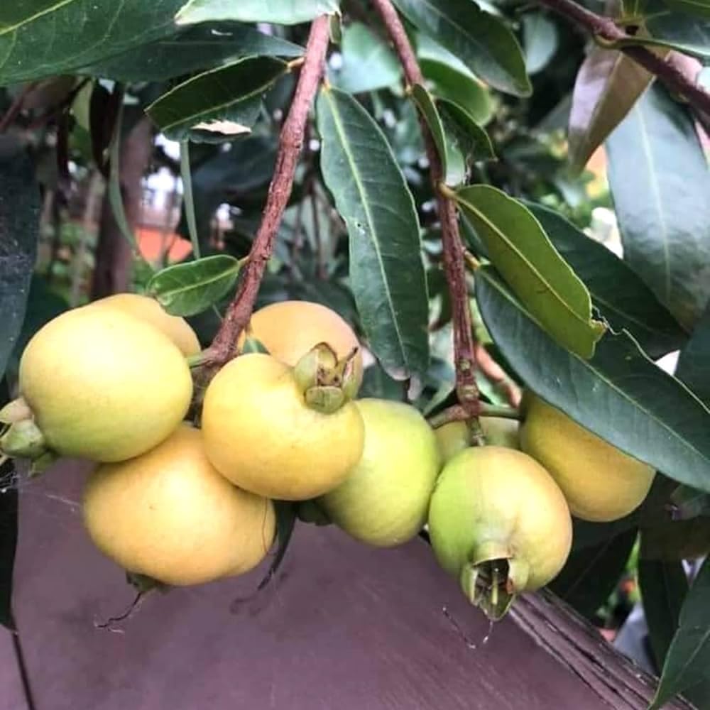 Rose Apple (Gulab Jamun) Plant