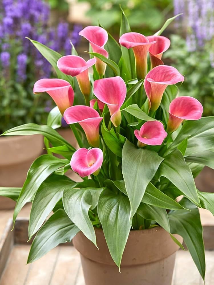 Pink Peace Lily Indoor Live Plant
