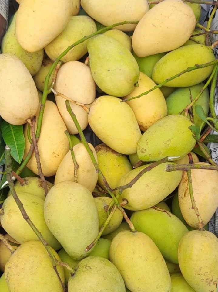 PlantExotic Original Variety Thailand All Time/ Baramasi Mango Grafted Live Plant