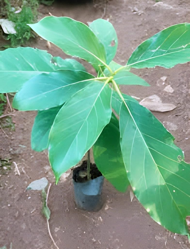 Rare Dwarf Hass Avocado Grafted Plant