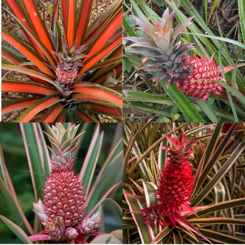 PlantExotic Sweet & Juice Thai Red Pineapple Live Plant