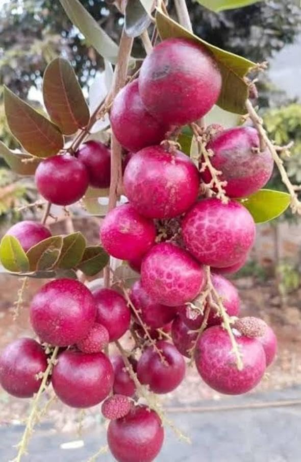 PlantExotic Sweet & Rare Thai Red Ruby Longan Grafted Live Plant