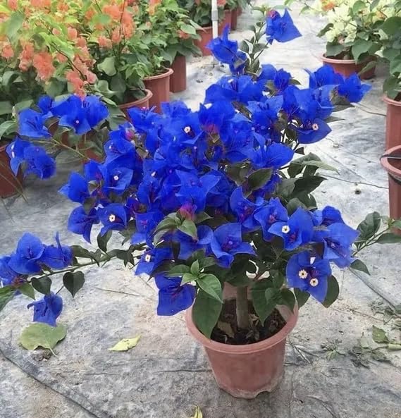 Bougainvillea Blue Flower Plant