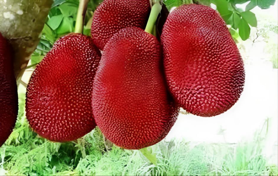 Red Jackfruit + L49 Guava Combo (Grafted & Air Layered)