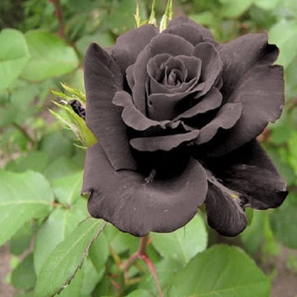 Climbing Rose Black Purple Live Plant