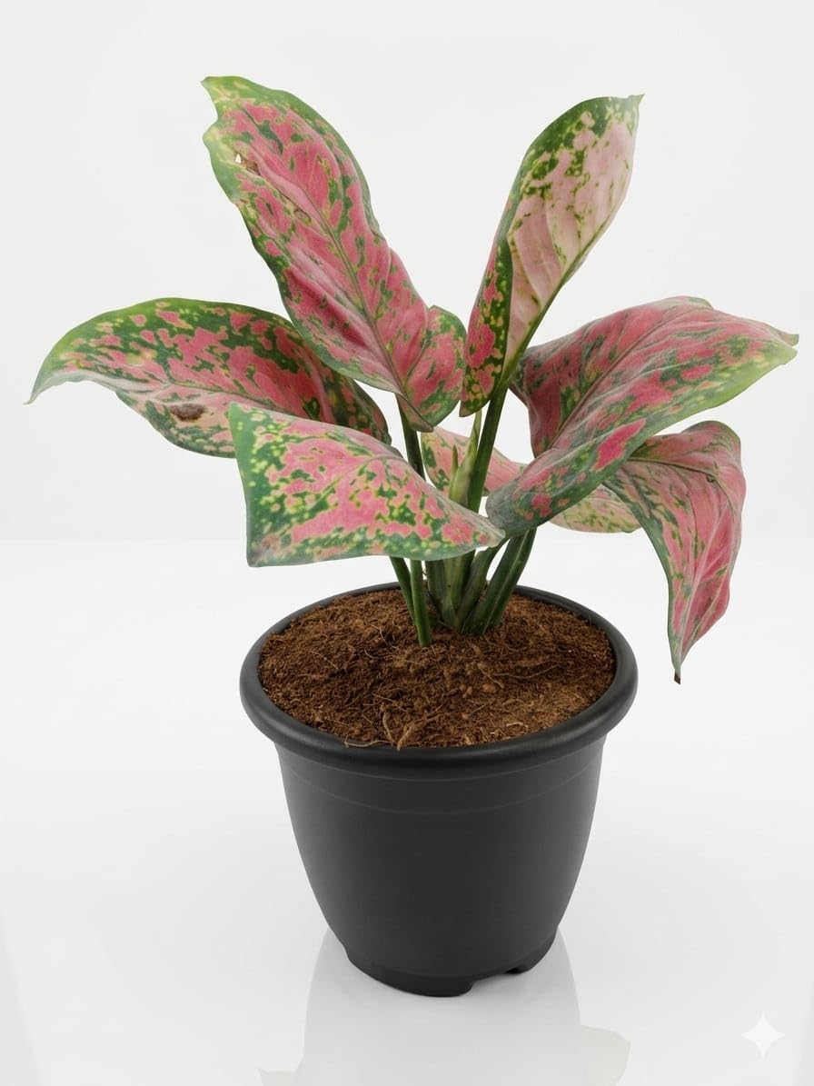 Aglaonema Dotted Pink Live Indoor Plant | Decorative Air Purifying Foliage Plant
