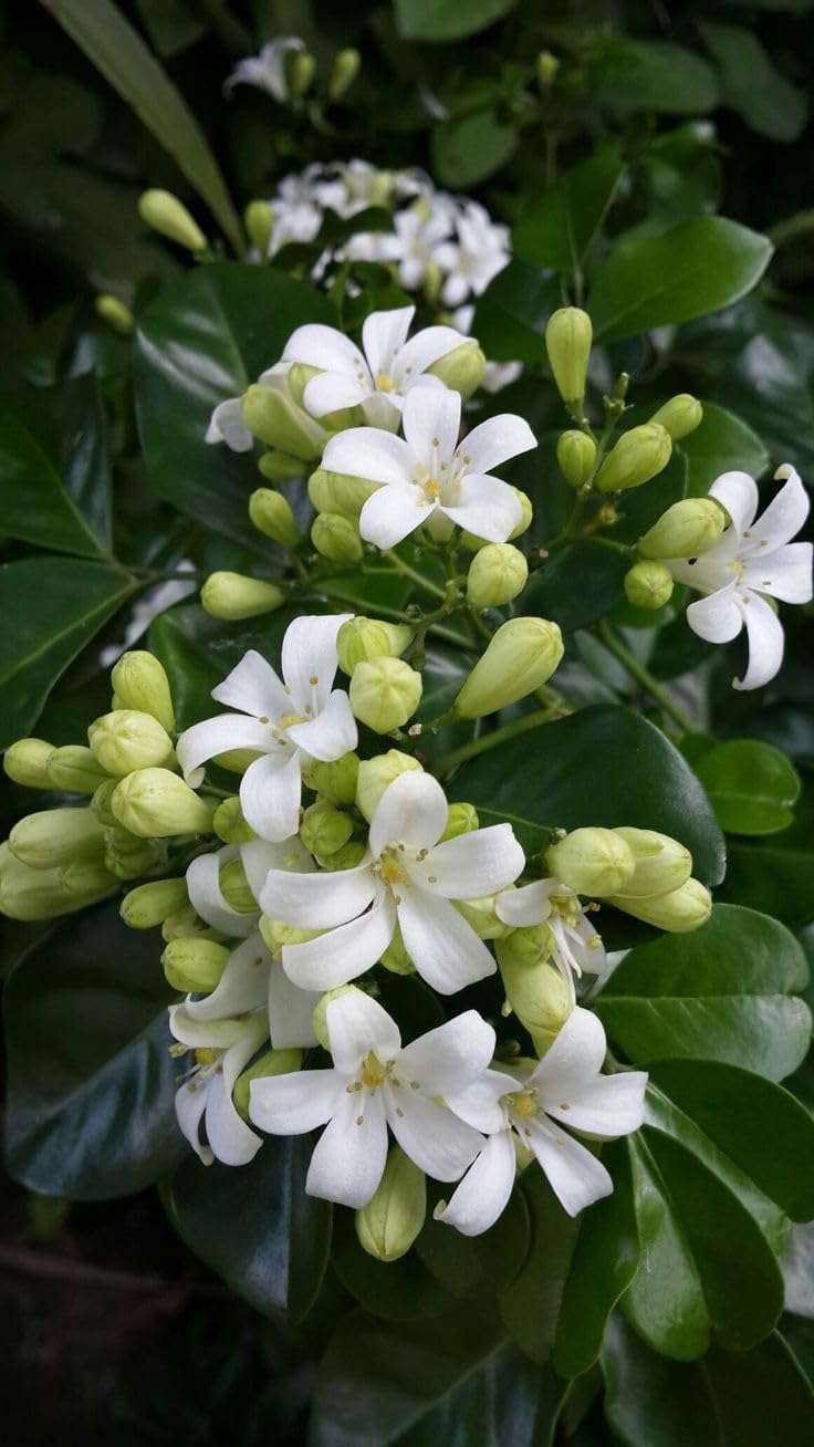 Madhu Kamini Hybrid Flower Plant