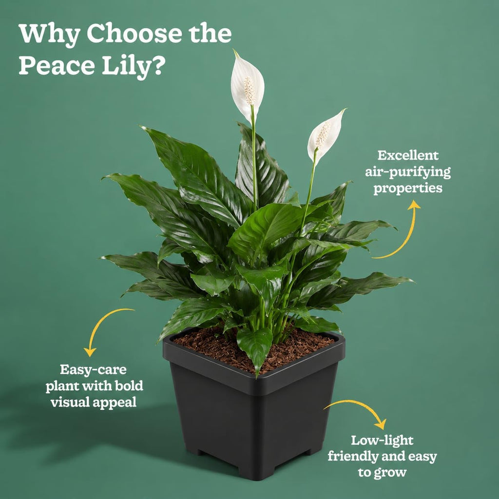 White Peace Lily (Spathiphyllum) Live Plant