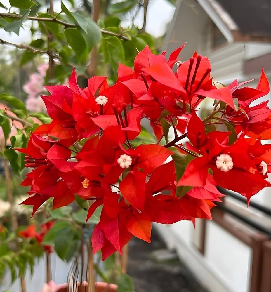 PlantExotic Red Bougainvillea Flowering Live Plant | Colorful Hardy Ornamental Shrub | Balcony, Fence & Outdoor Garden Plant