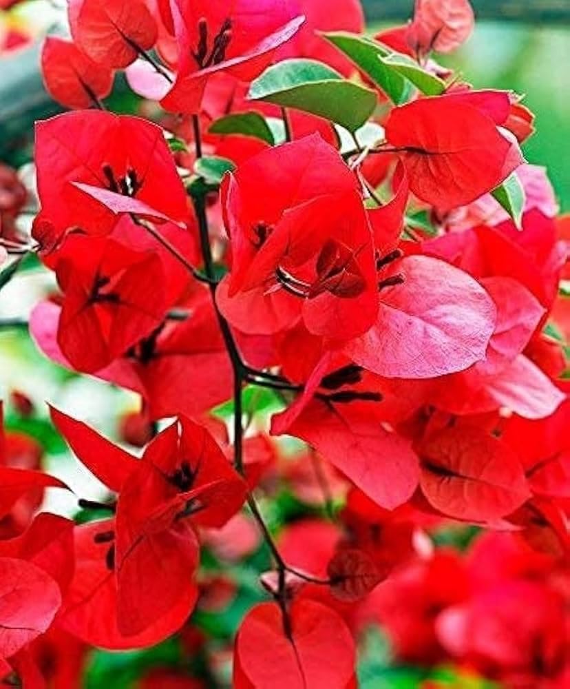 PlantExotic Red Bougainvillea Flowering Live Plant | Colorful Hardy Ornamental Shrub | Balcony, Fence & Outdoor Garden Plant
