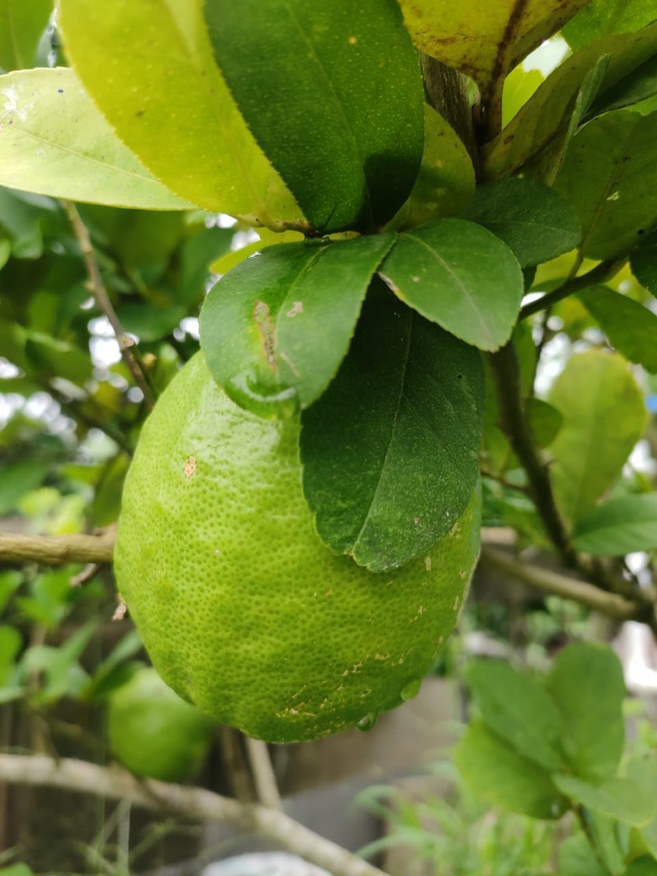 Gandharaj Lemon Air Layered Plant