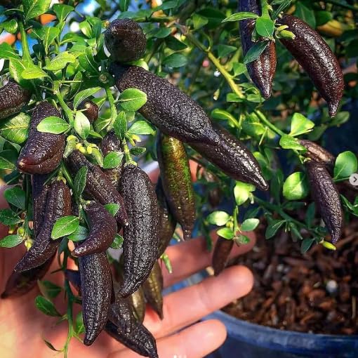 PLANT EXOTIC Black Finger Lemon|Lime,Kala Nimboo, Long Finger Citrus Australasica Lemon Grafted Original Variety Healthy and Hybrid Plant Fruit After 1 Year