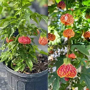 Lantern Hibiscus Plant - Abutilon Pictum