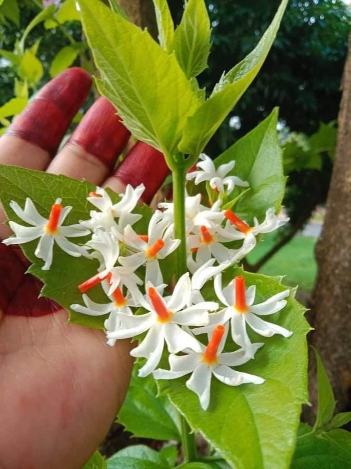 Parijat Night Queen Jasmine Plant (All Time Variety)