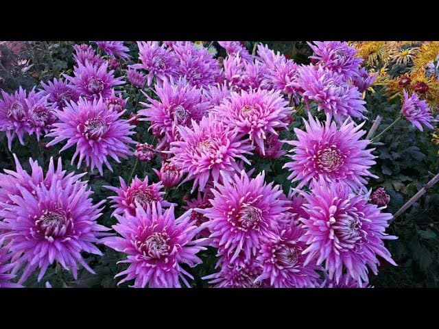 Snowball Chrysanthemum Purple (Hybrid)