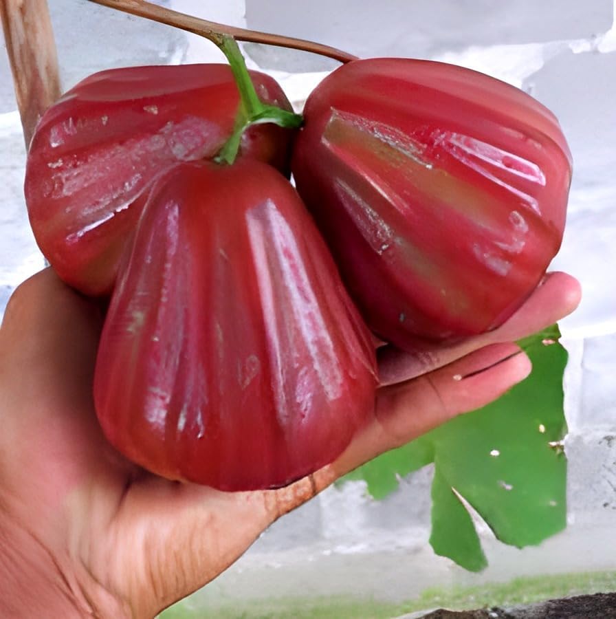 Red Java Water Apple Live  Plant (GRAFTED)