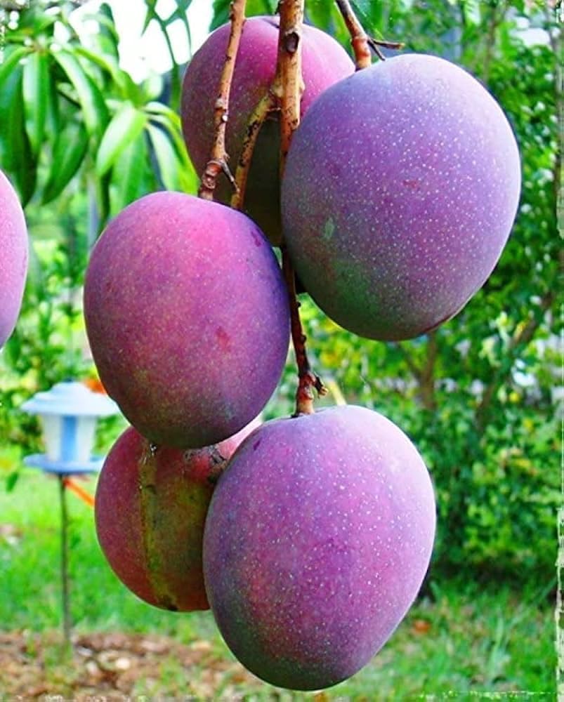 Purple Miyazaki Mango Grafted