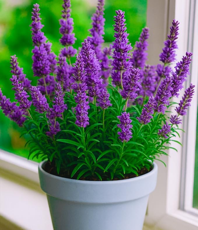 Live Purple Lavender Plant | Fragrant All-Season Flowering Indoor Outdoor Plant