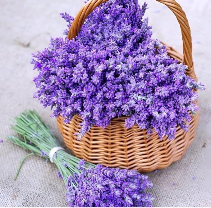 Live Purple Lavender Plant | Fragrant All-Season Flowering Indoor Outdoor Plant