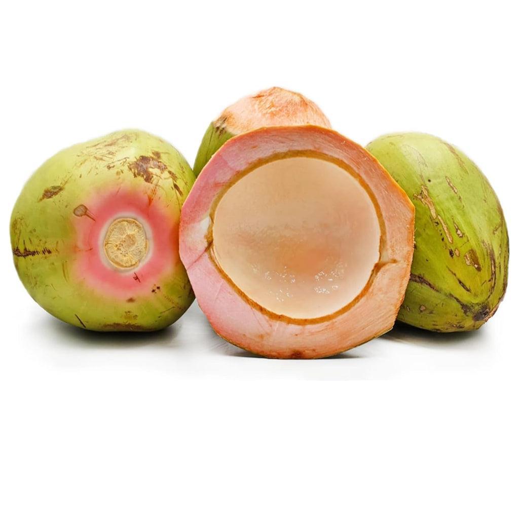 Pink Coconut Dwarf Hybrid Live Plant